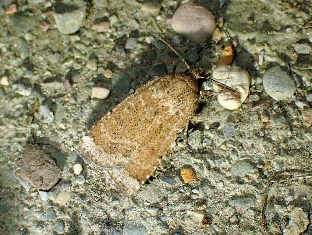 Abagrotis denticulata, California species