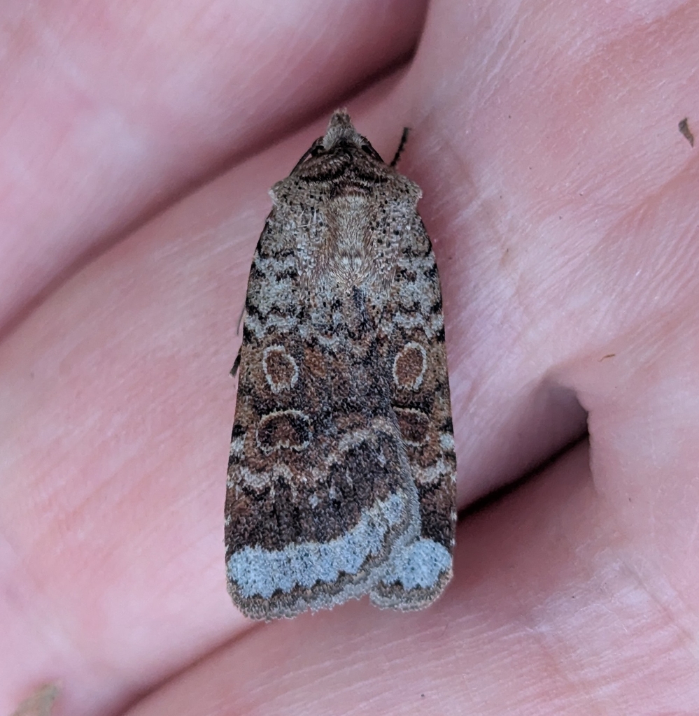 Abagrotis scopeops, California species