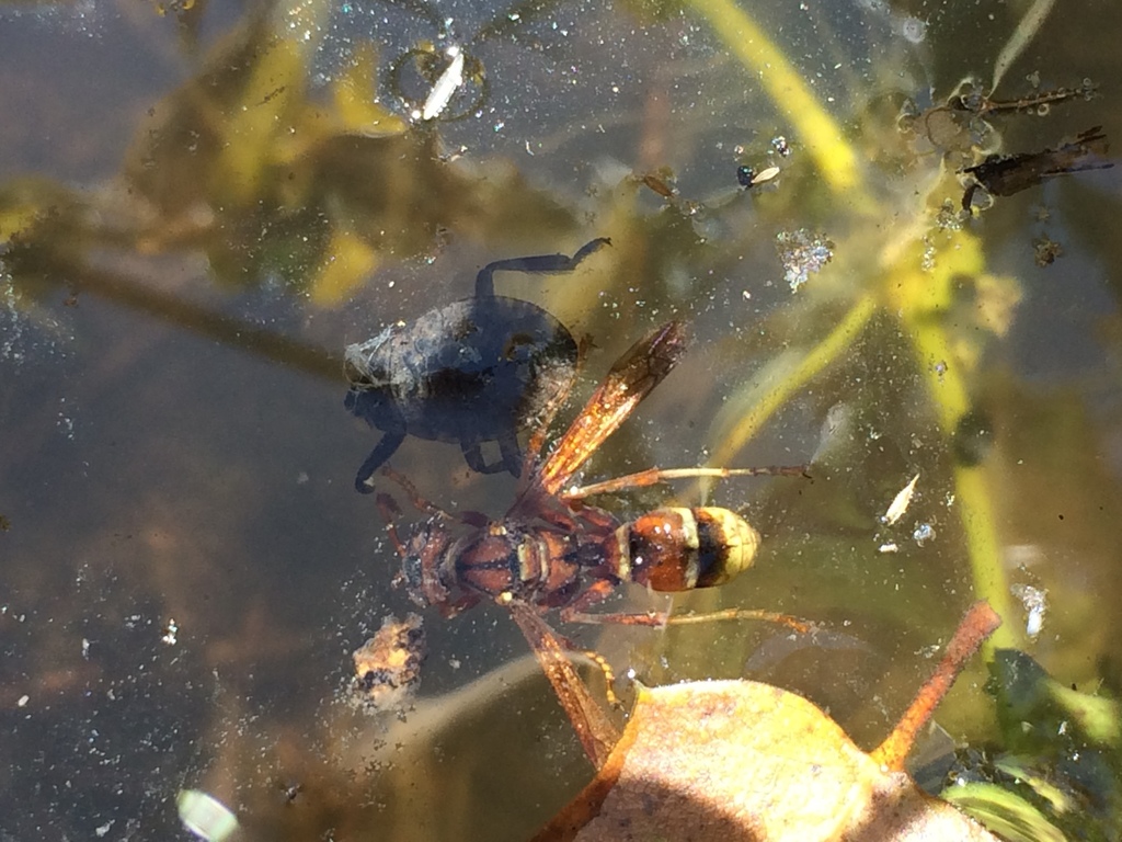 Abedus indentatus, California species