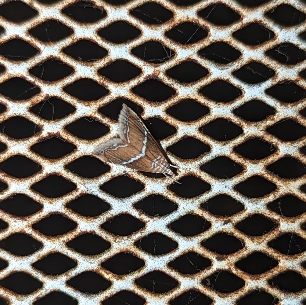 Abegesta remellalis (White-trimmed Abegesta), California species