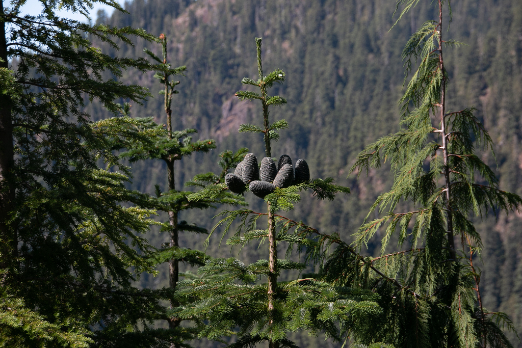 Abies amabilis (Pacific silver fir), native California tree