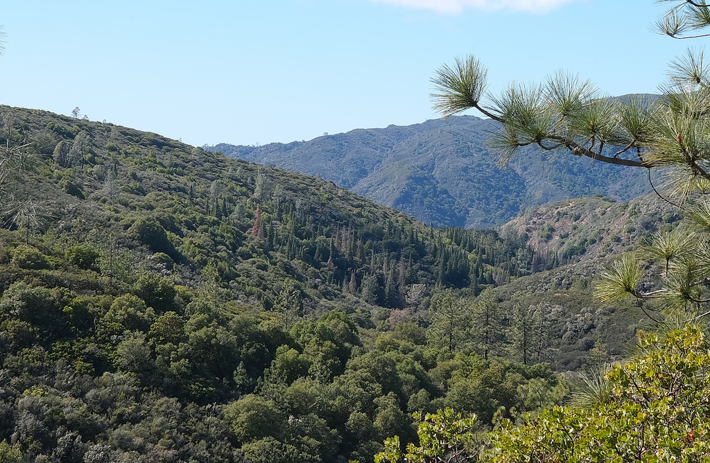 Abies bracteata (Bristlecone fir), native California tree