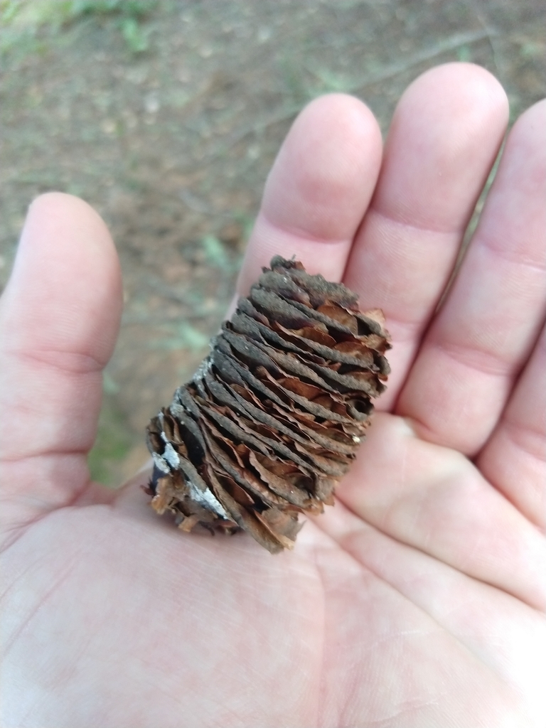 Abies grandis (Grand fir), native California tree
