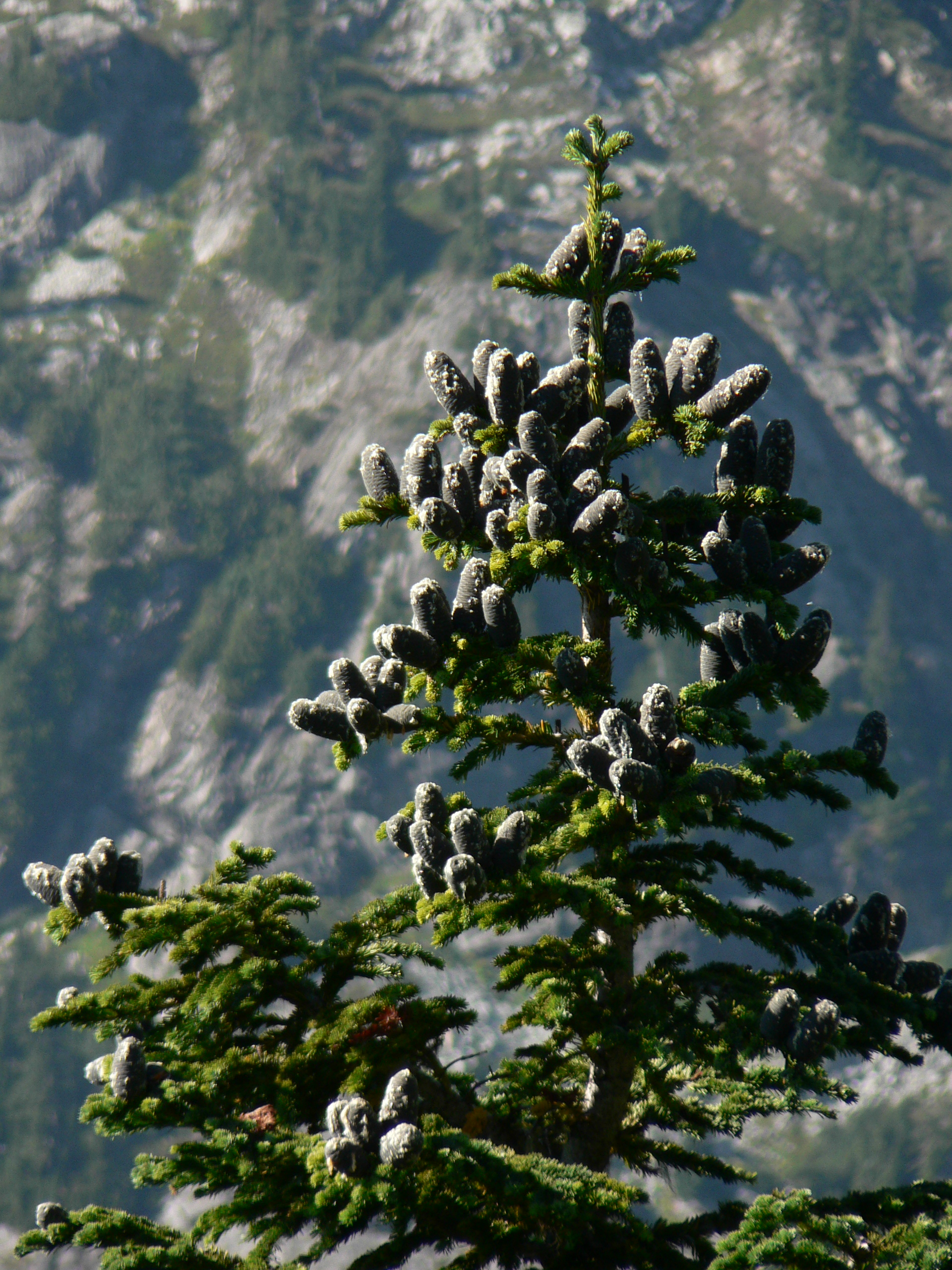 Abies lasiocarpa var. lasiocarpa (Subalpine fir), native California tree