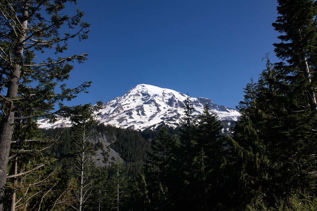 Abies procera (Noble fir), native California tree