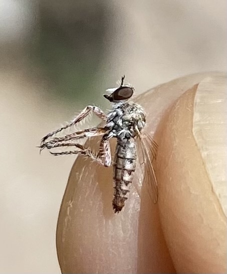 Ablautus schlingeri (Oso Flaco Robber Fly), California species