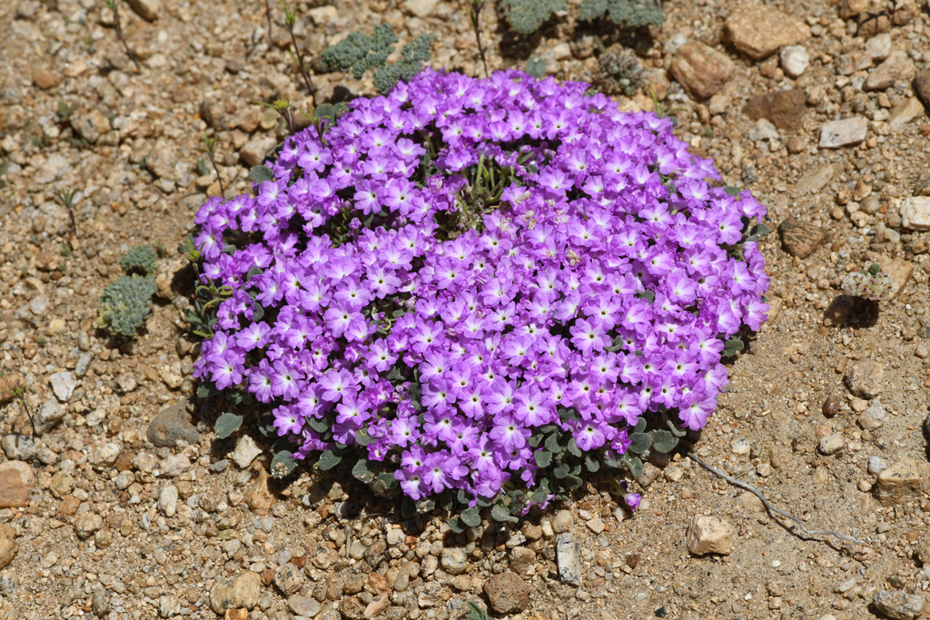 Abronia alpina (Ramshaw meadows abronia), native California herb