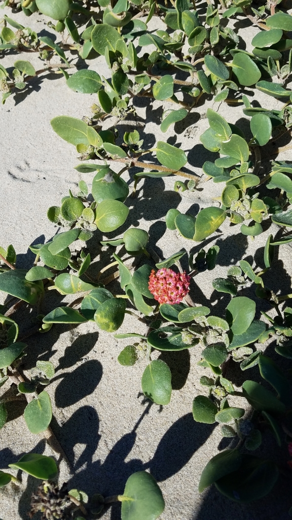 Abronia maritima (Red sand-verbena), native California herb