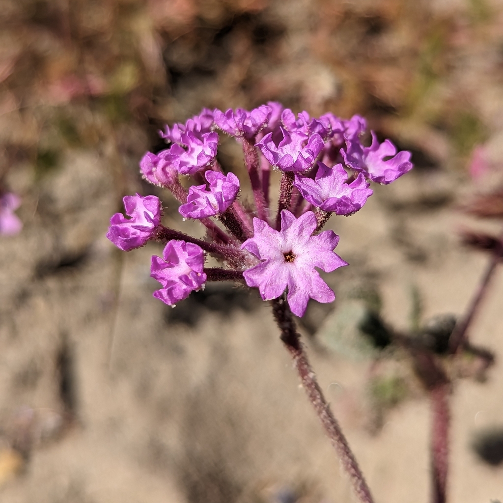 Abronia pogonantha (Mohave sand verbena), native California herb