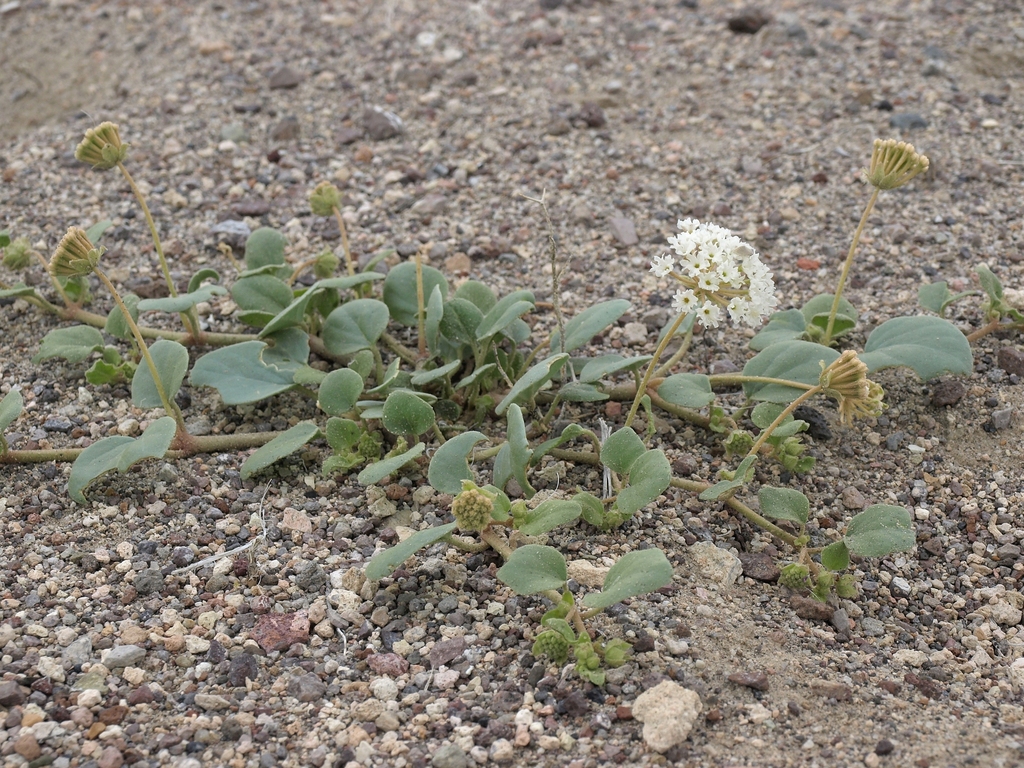 Abronia turbinata (Trans montane sand verbena), native California herb
