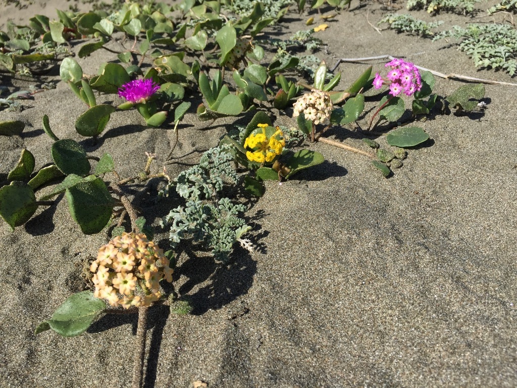 Abronia latifolia (Coastal sand verbena), native California herb