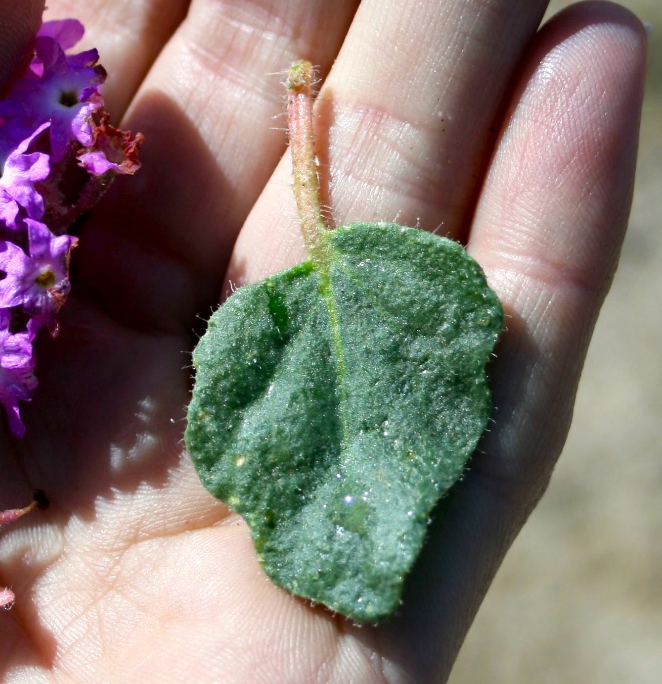 Abronia villosa var. villosa (Desert sand verbena), native California herb