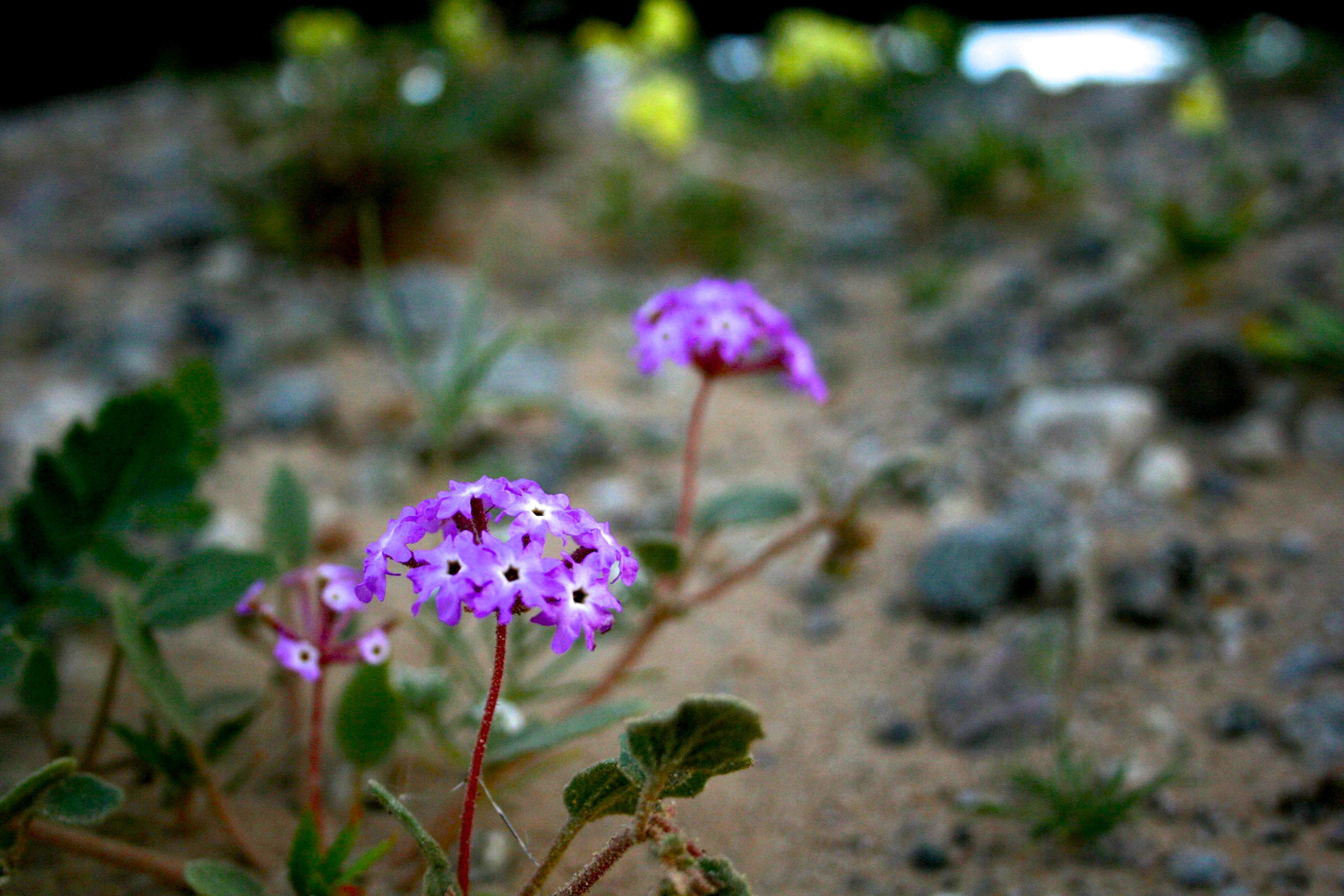 Abronia villosa (Desert sand verbena), native California herb