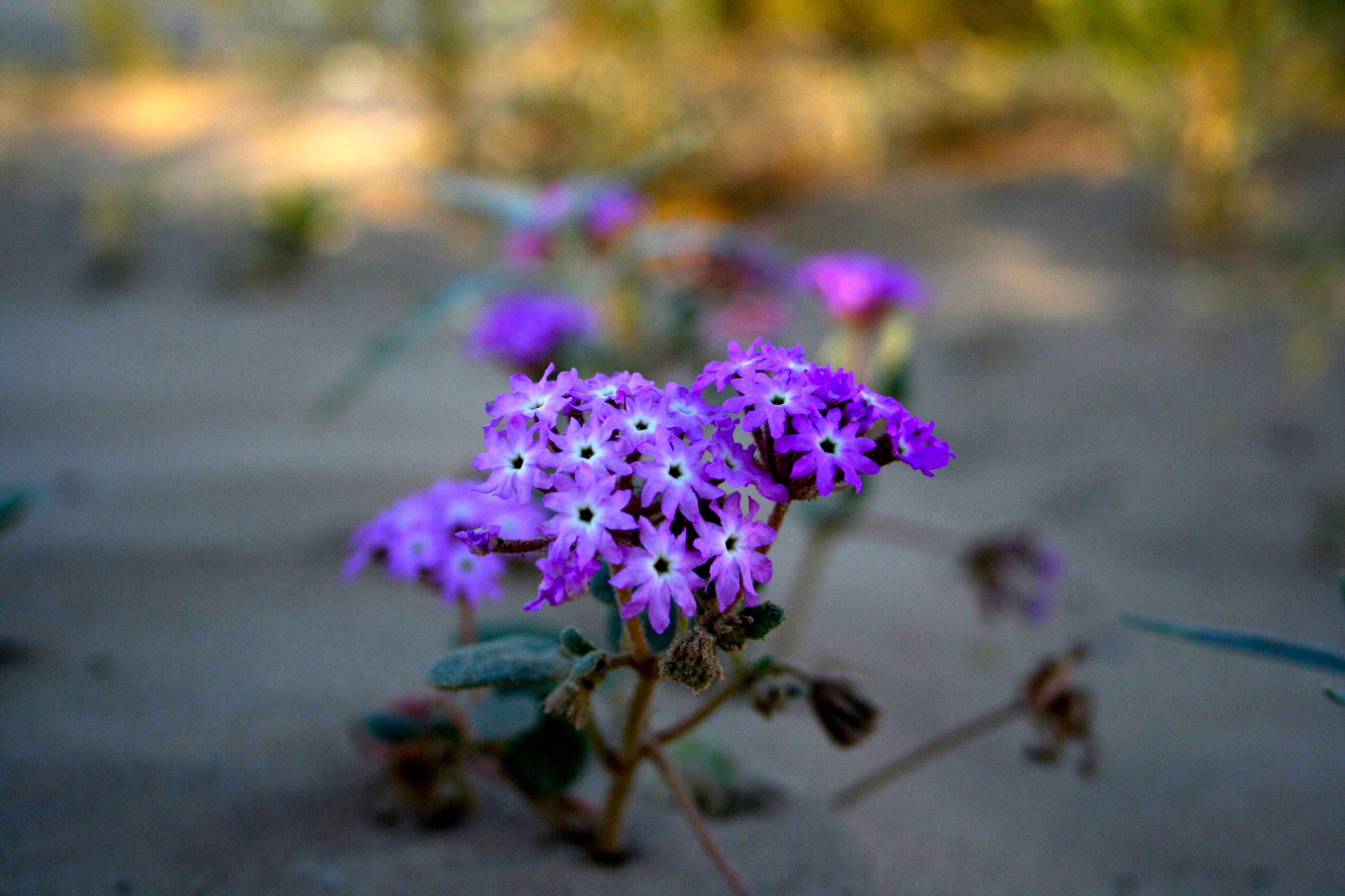 Abronia villosa — parent species of Abronia villosa var. aurita