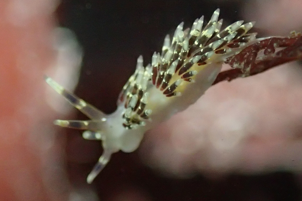 Abronica abronia (Elegant Aeolid), California species