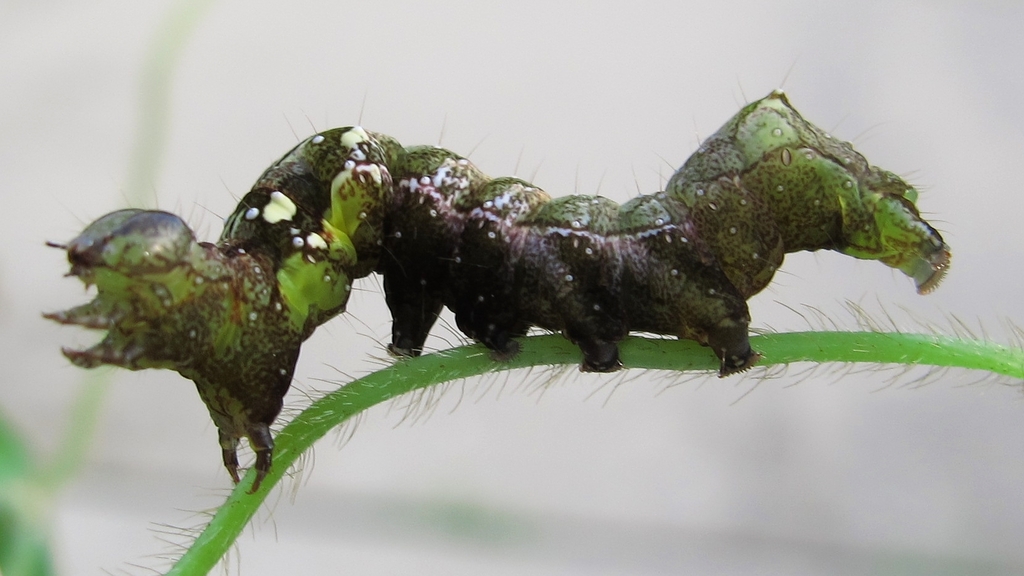 Abrostola ovalis (Oval Abrostola), California species