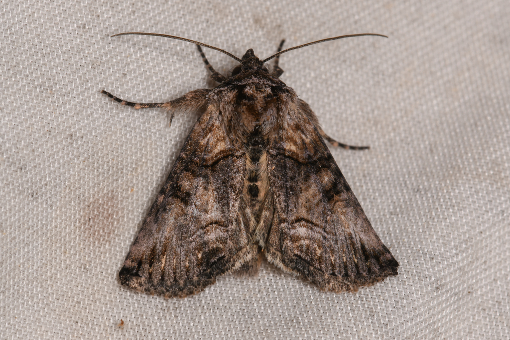 Abrostola parvula (Small Abrostola), California species
