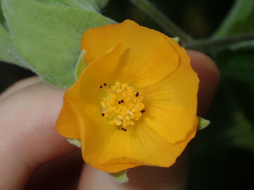 Abutilon grandifolium (Hairy abutilon), California shrub
