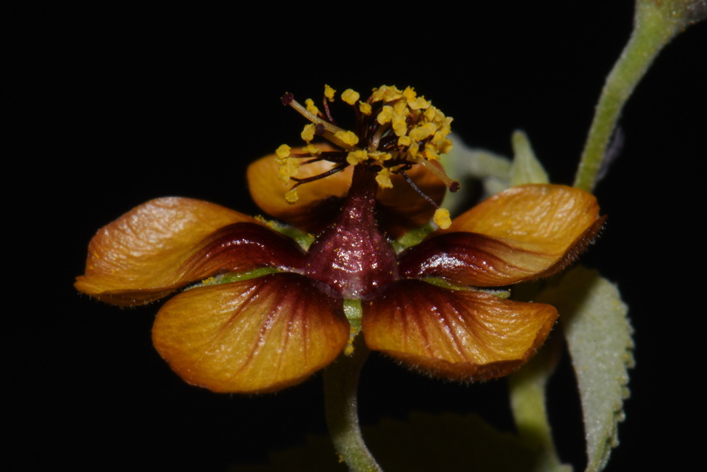 Abutilon incanum (Pelotazo), native California subshrub