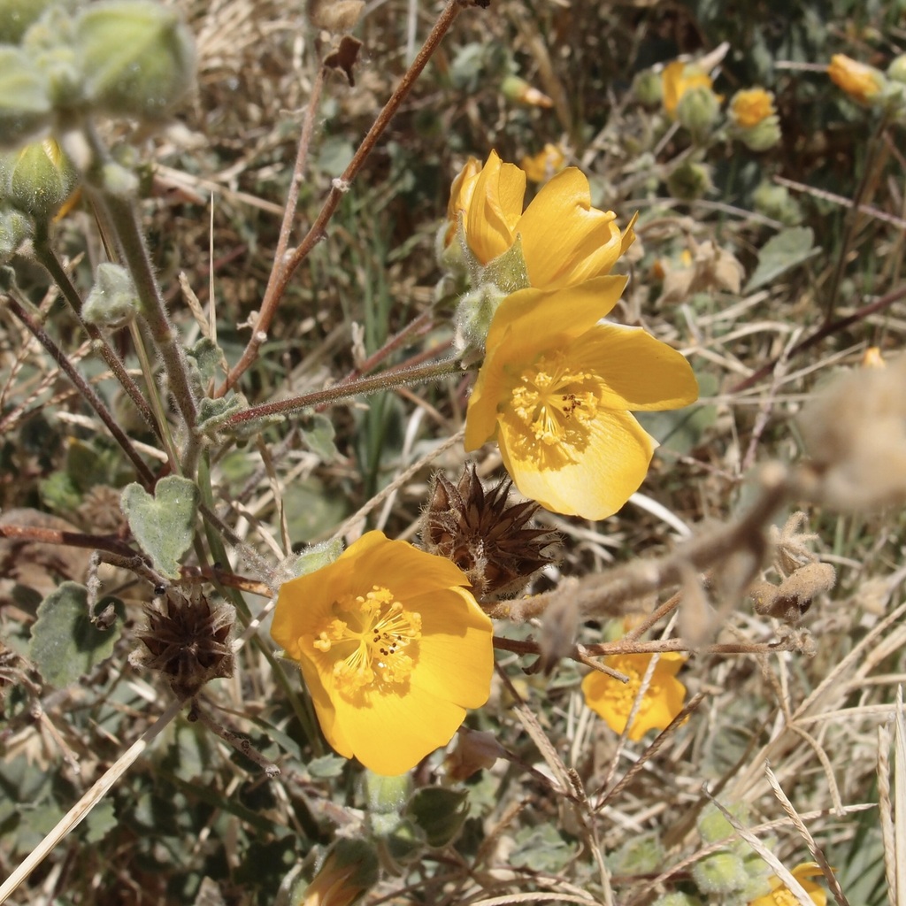 Abutilon palmeri (Palmer's abutilon), native California shrub