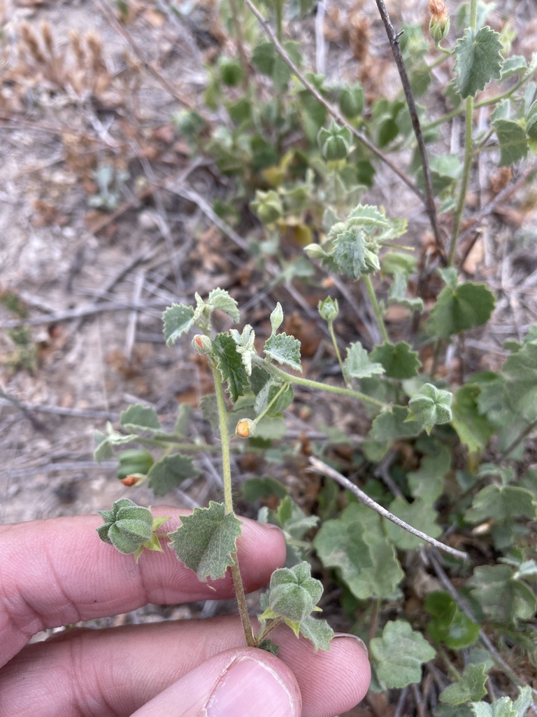 Abutilon parvulum (Dwarf abutilon), native California subshrub