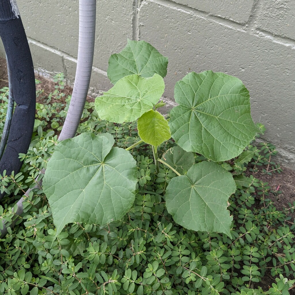 Abutilon theophrasti (Velvet-leaf), non-native California herb