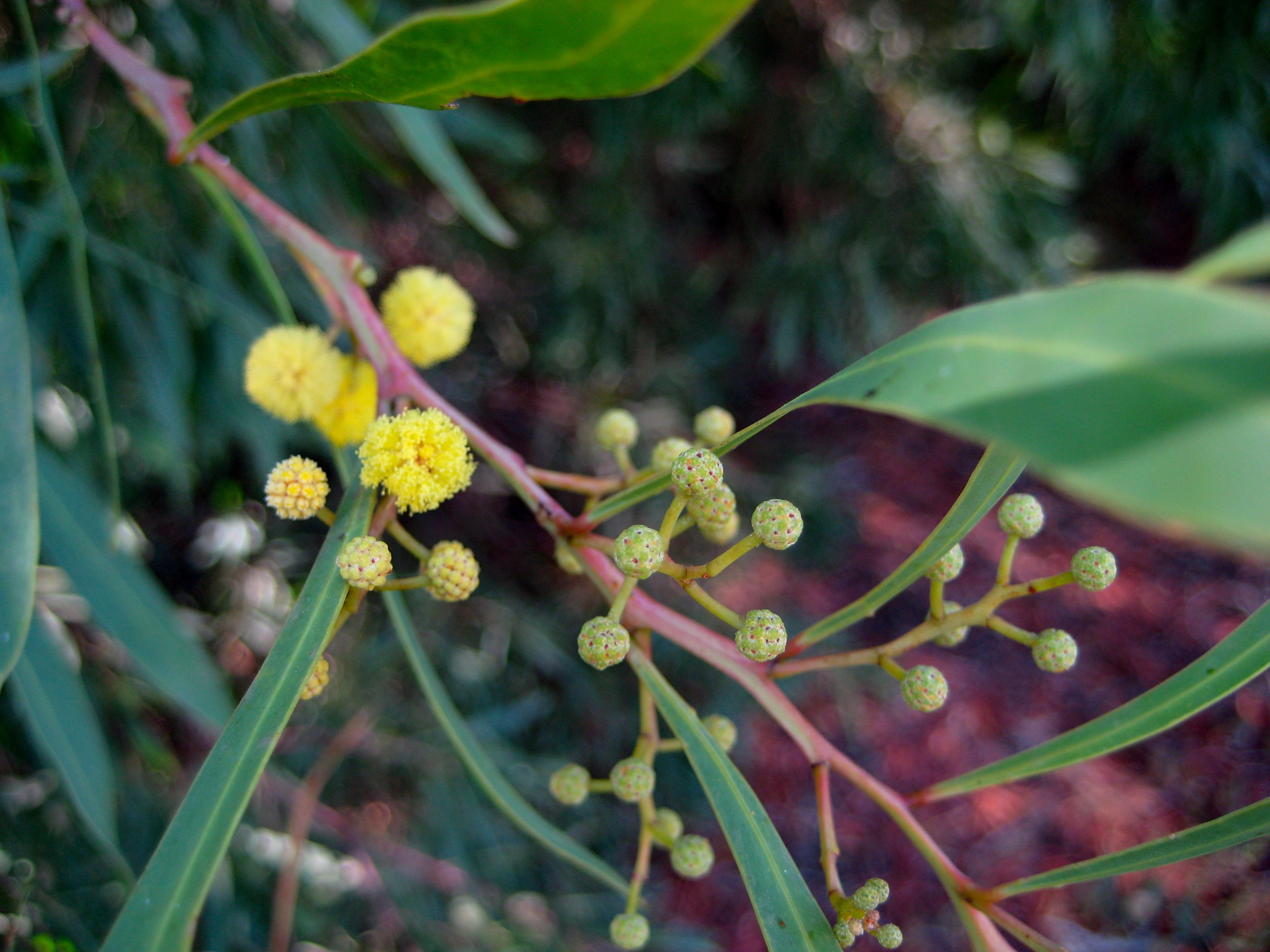 Acacia cyclops (Western coastal wattle), non-native California shrub