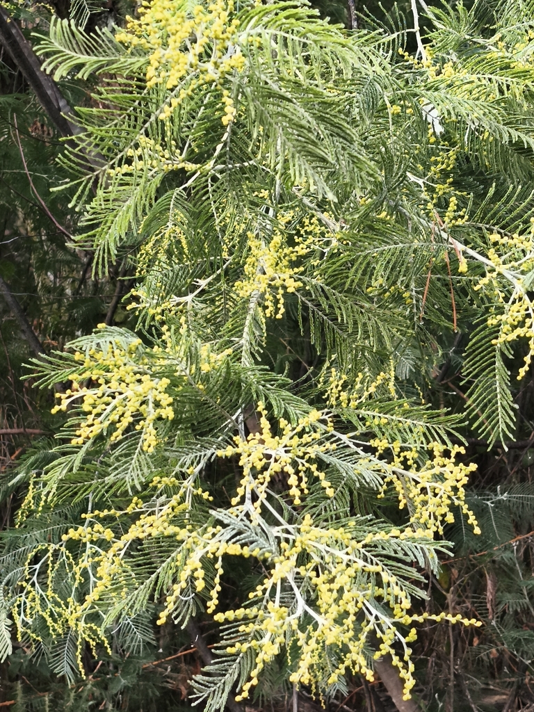 Acacia dealbata (Silver wattle), non-native California shrub / tree
