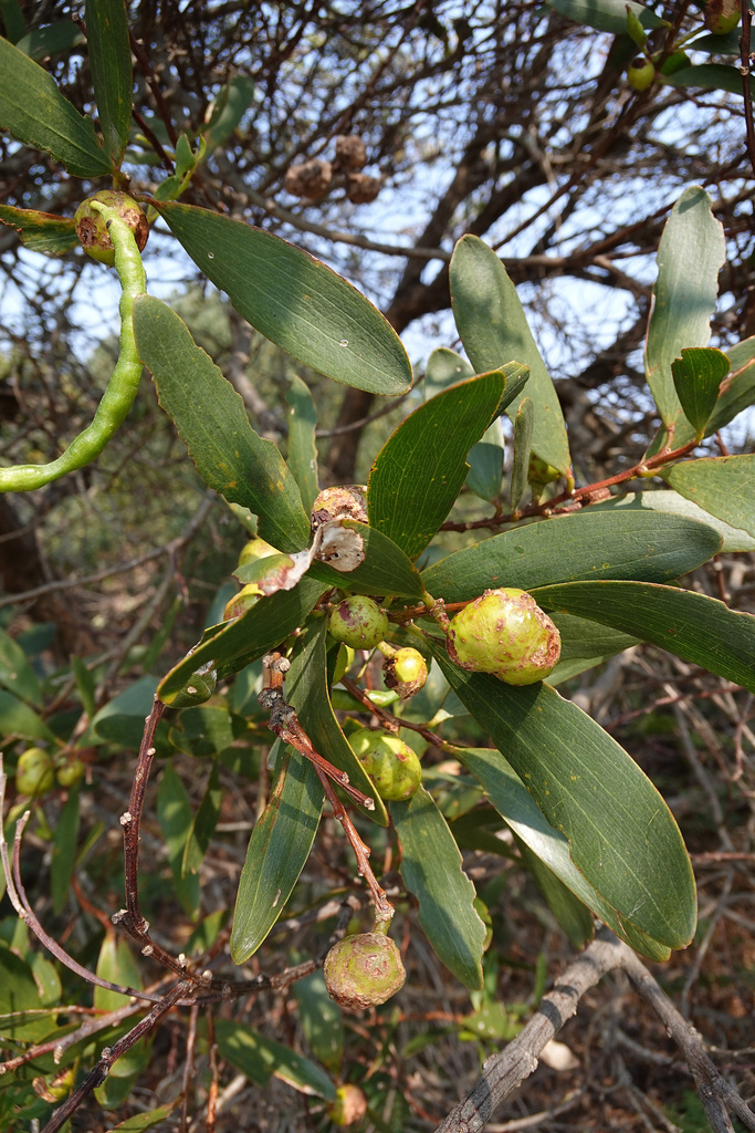 Acacia longifolia (Sydney golden wattle), non-native California shrub / tree
