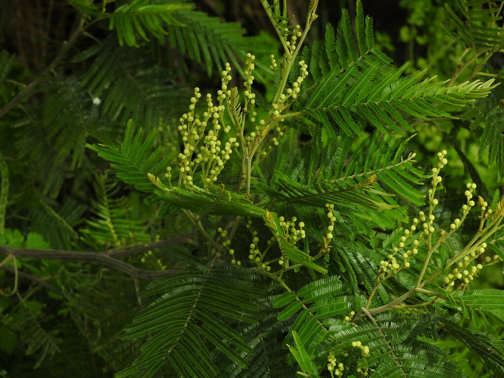 Acacia mearnsii (Black wattle), non-native California shrub / tree