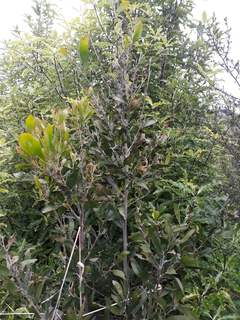 Acacia melanoxylon (Blackwood acacia), non-native California tree