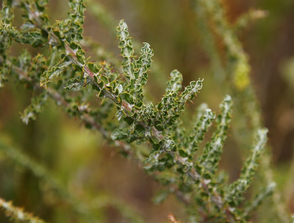 Acacia paradoxa (Kangaroo thorn), non-native California shrub