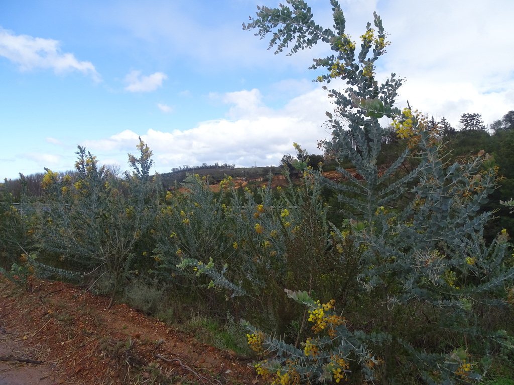 Acacia podalyriifolia (Queensland silver wattle), non-native California tree