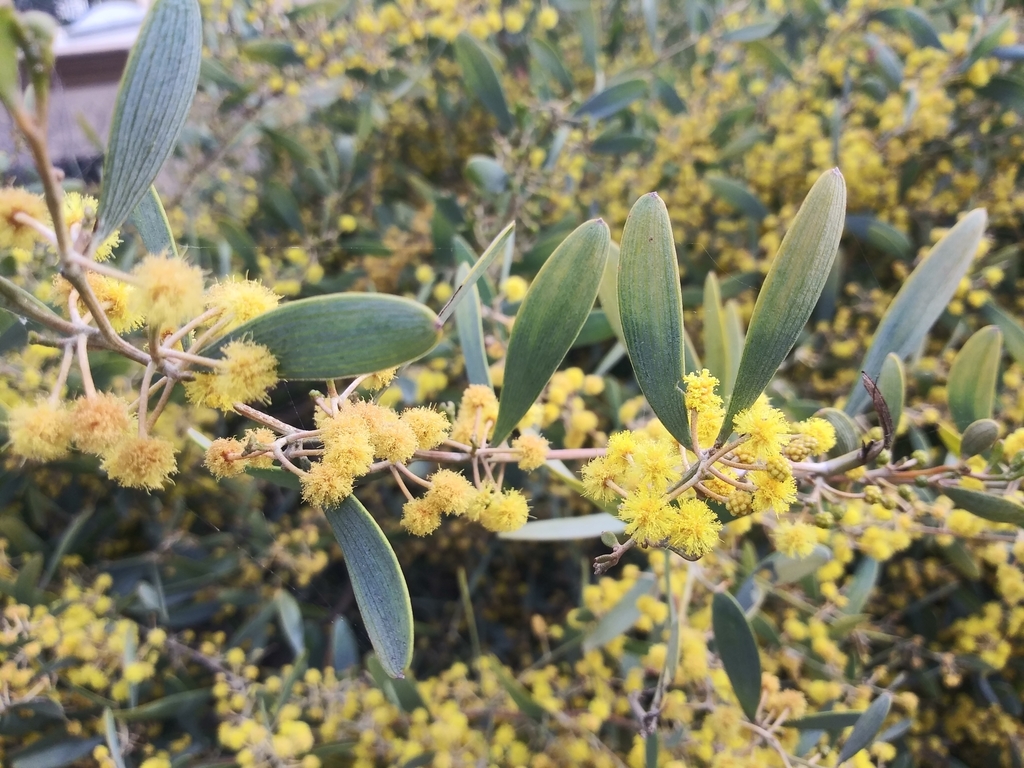 Acacia redolens (Vanilla-scented wattle), non-native California shrub