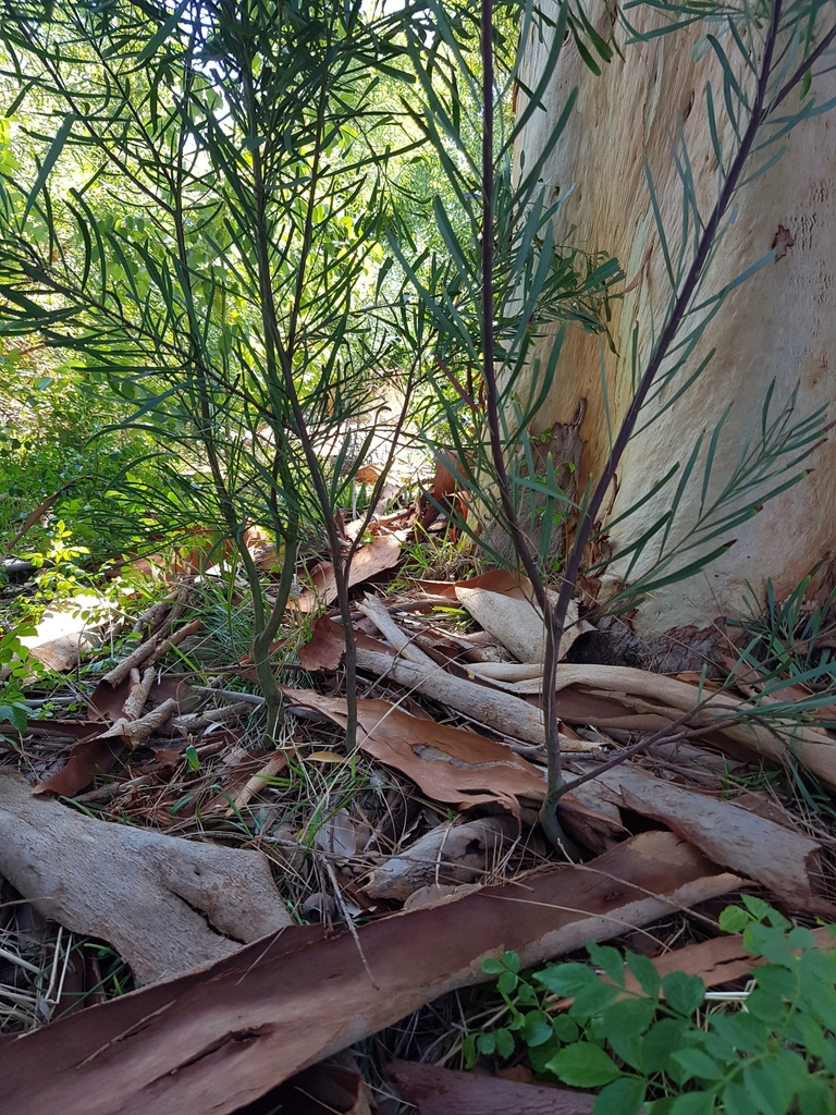 Acacia retinodes (Everblooming wattle), non-native California shrub / tree