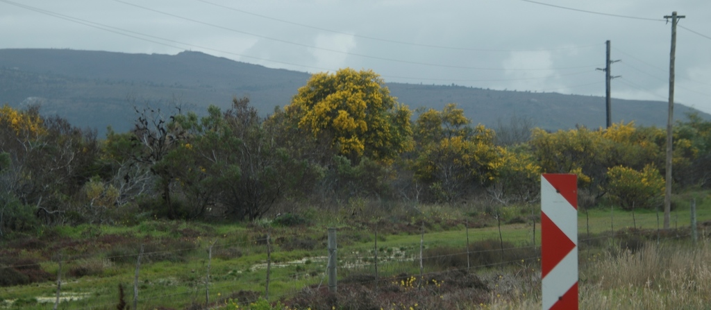 Acacia saligna (Golden wreath wattle), non-native California shrub / tree