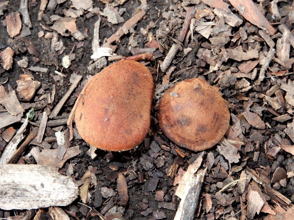 Acacia sp., non-native California shrub