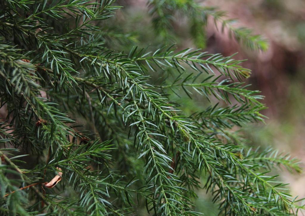 Acacia verticillata (Star acacia), non-native California shrub / tree