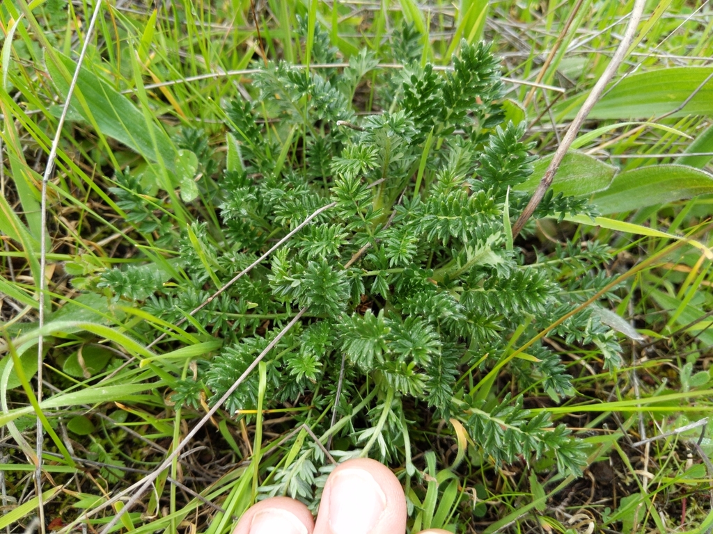 Acaena californica (California acaena), native California perennial