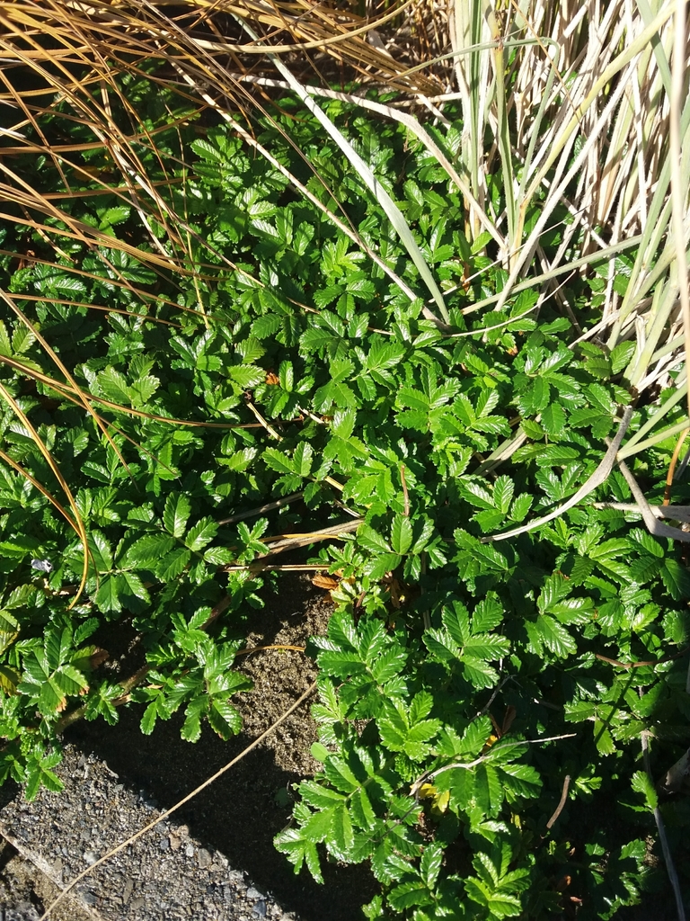 Acaena novae-zelandiae (Biddy-biddy), non-native California herb