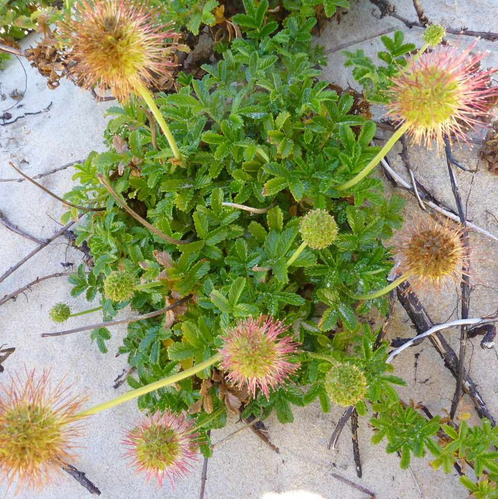 Acaena pallida (Pale biddy-biddy), non-native California herb