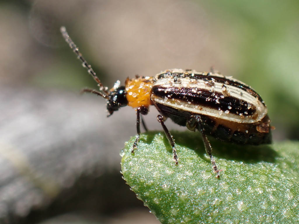 Acalymma trivittatum (Western Striped Cucumber Beetle), California species