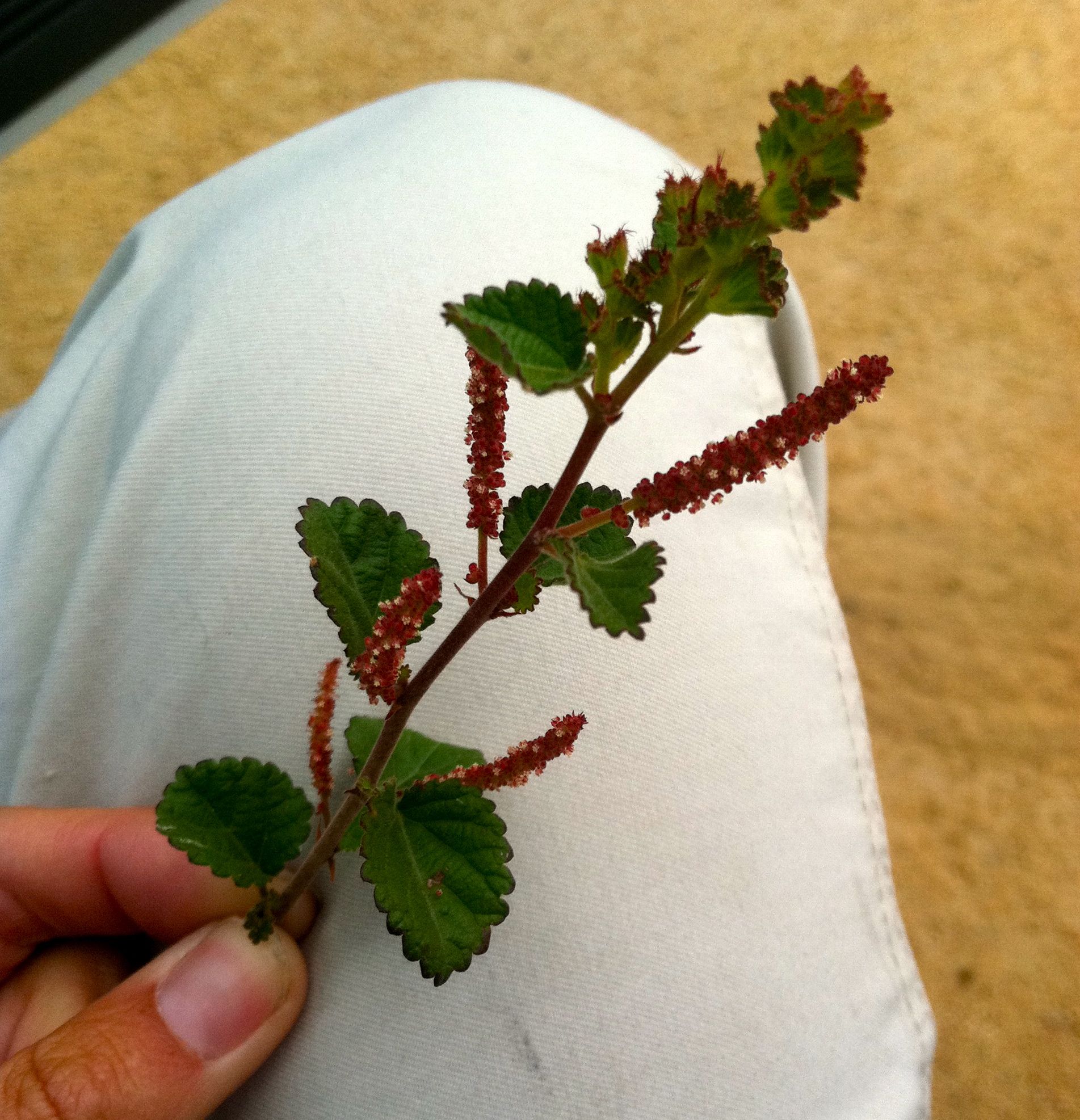 Acalypha californica (California acalypha), native California shrub