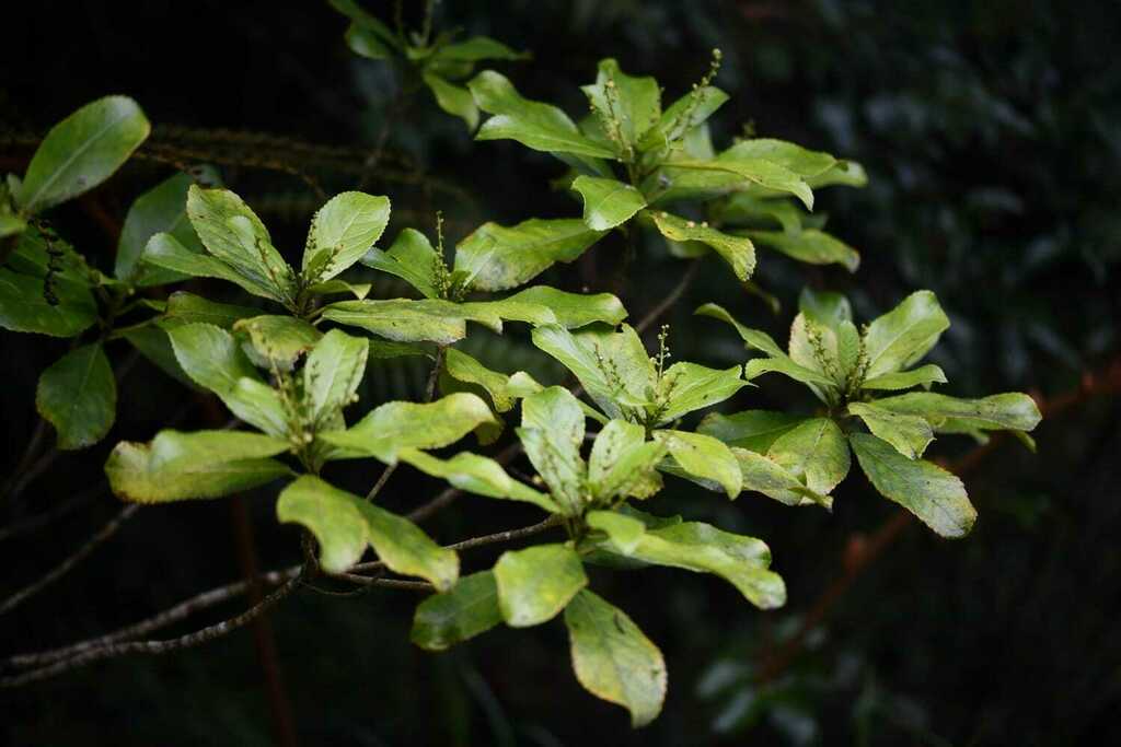 Acalypha sp., non-native California perennial