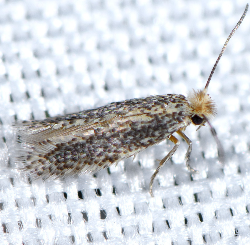 Acalyptris lotella, California species
