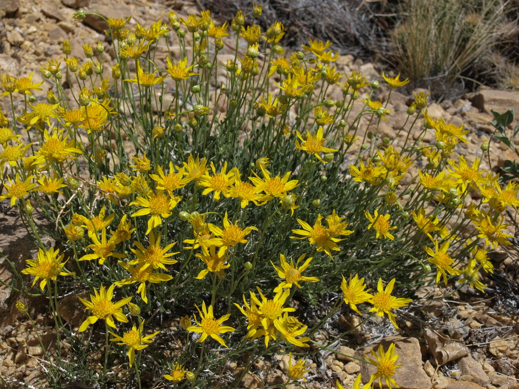 Acamptopappus shockleyi (Shockley's goldenhead), native California subshrub