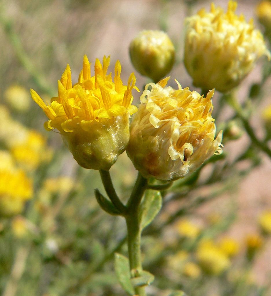 Acamptopappus sphaerocephalus (Rayless goldenhead), native California shrub