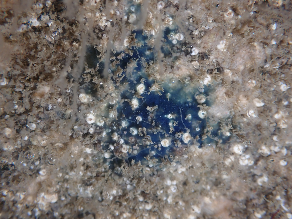 Acanthancora cyanocrypta (Cobalt sponge), California species