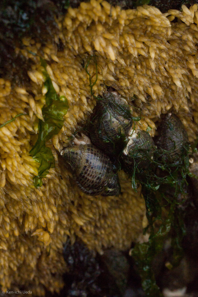 Acanthinucella punctulata (Spotted Unicorn), California species