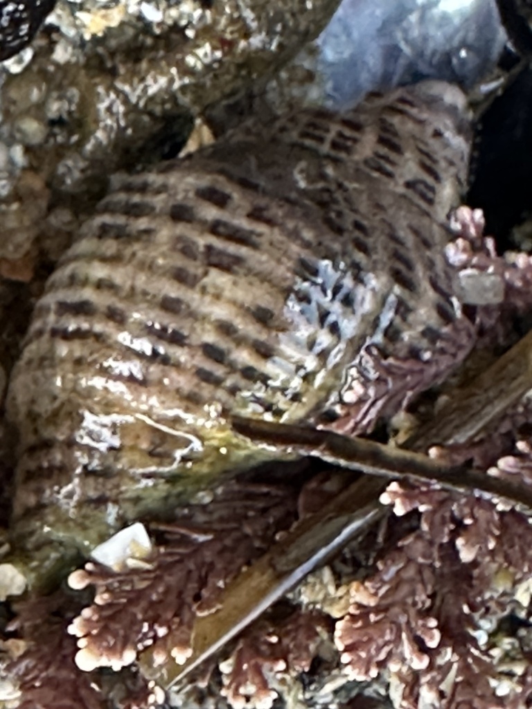 Acanthinucella spirata (Angular Unicorn), California species